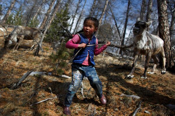 Cómo viven los últimos pastores de renos en Mongolia - Sputnik Mundo