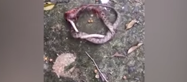 Una pelea entre una serpiente y un ciempiés Una pelea entre una serpiente y un ciempiés - Sputnik Mundo