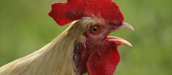 Un gallo (imagen referencial) - Sputnik Mundo