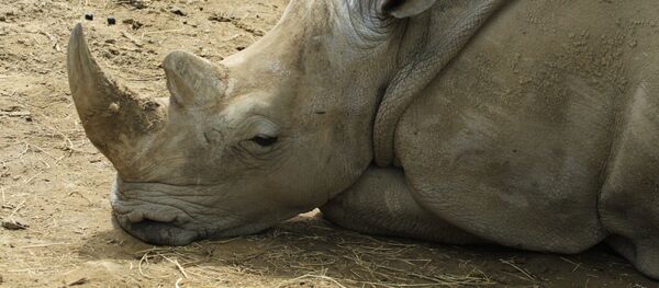 Un rinoceronte (archivo) - Sputnik Mundo