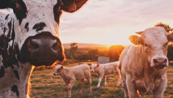 Vacas (imagen referencial) Vacas (imagen referencial) - Sputnik Mundo