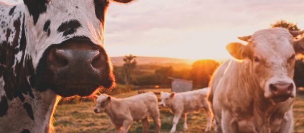 Vacas (imagen referencial) Vacas (imagen referencial) - Sputnik Mundo