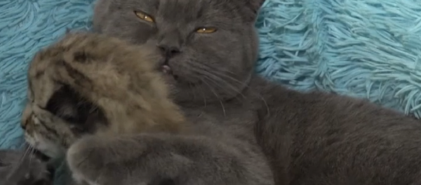 Amor maternal: una gata rusa adopta a un cachorro de lince - Sputnik Mundo