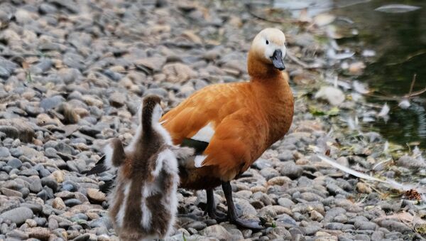 Un pato y un patito en Moscú (archivo) - Sputnik Mundo