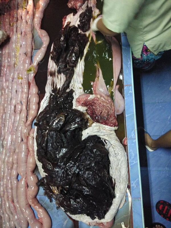 El estómago de la ballena El estómago de la ballena - Sputnik Mundo