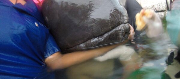 Una ballena intentando ser rescatada - Sputnik Mundo