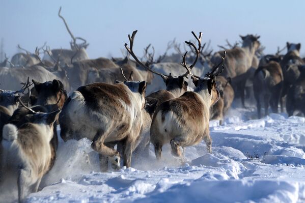 El espíritu del Mundial en el Extremo Norte de Rusia - Sputnik Mundo