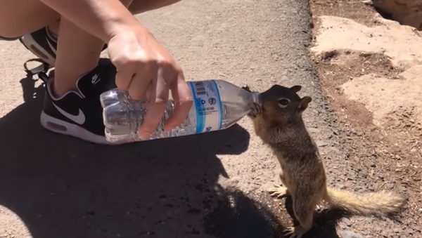 Una ardilla bebe agua - Sputnik Mundo