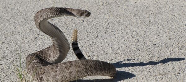 Una serpiente (imagen referencial) - Sputnik Mundo