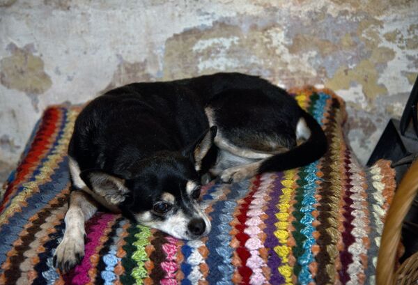 Manuela, la perra de tres patas del expresidente de Uruguay, José Mujica - Sputnik Mundo