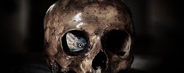 Un cráneo - Sputnik Mundo