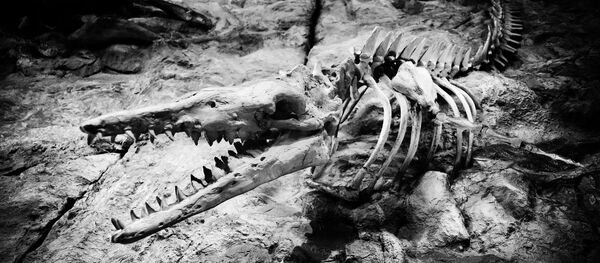 Los restos de un animal prehistórico - Sputnik Mundo