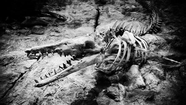 Los restos de un animal prehistórico - Sputnik Mundo