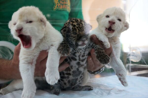 Пополнение в крымском сафари-парке Тайган - Sputnik Mundo