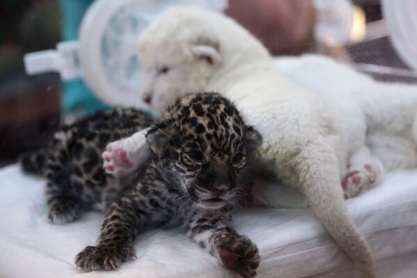 Новорожденные белый львенок и детеныш ягуара в крымском сафари-парке Тайган - Sputnik Mundo
