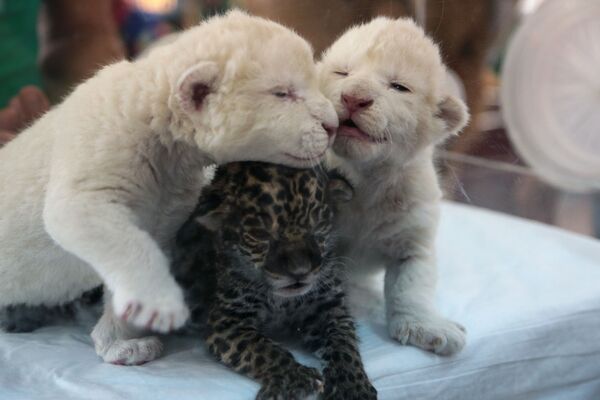 Новорожденные белые львята и детеныш ягуара в крымском сафари-парке Тайган - Sputnik Mundo