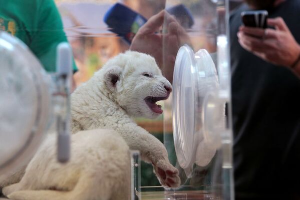 Новорожденный белый львенок в крымском сафари-парке Тайган - Sputnik Mundo