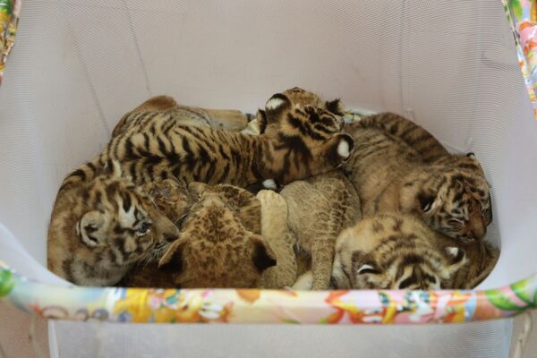 Пополнение в крымском сафари-парке Тайган - Sputnik Mundo