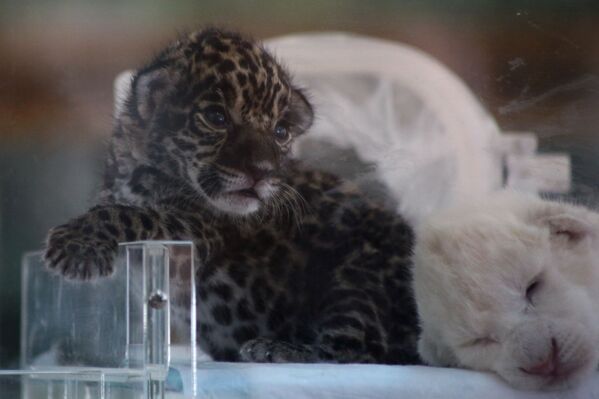 Новорожденные детеныш ягуара и белый львенок в крымском сафари-парке Тайган - Sputnik Mundo