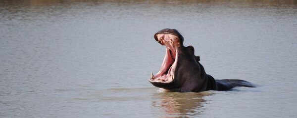 Un hipopótamo, imagen referencial - Sputnik Mundo
