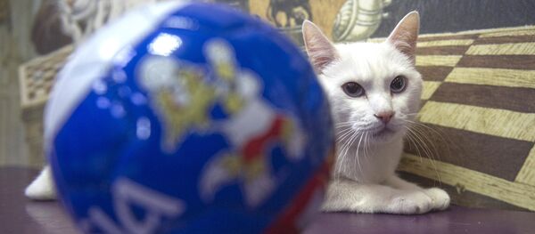 Aquiles, el gato-oráculo del Mundial de Rusia Aquiles, el gato-oráculo del Mundial de Rusia - Sputnik Mundo