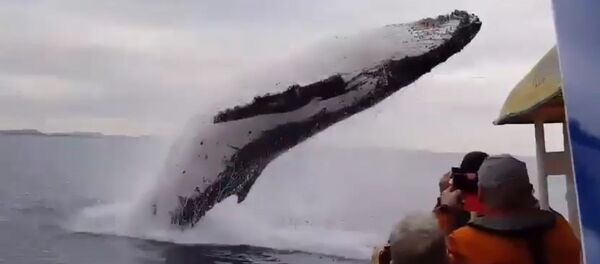 ¡Di hola! Una ballena impresiona a turistas con un salto acrobático - Sputnik Mundo