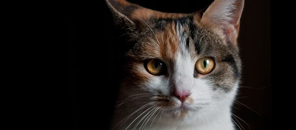 Un gato - Sputnik Mundo