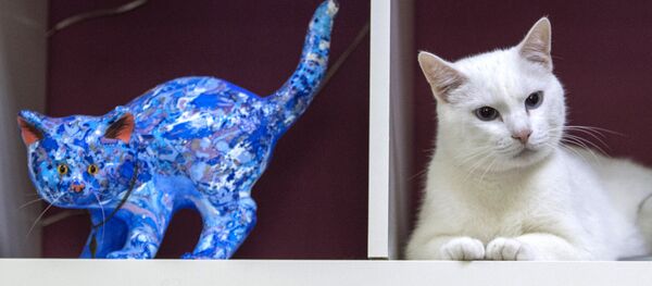 Aquiles, el gato-oráculo del Mundial de Rusia - Sputnik Mundo