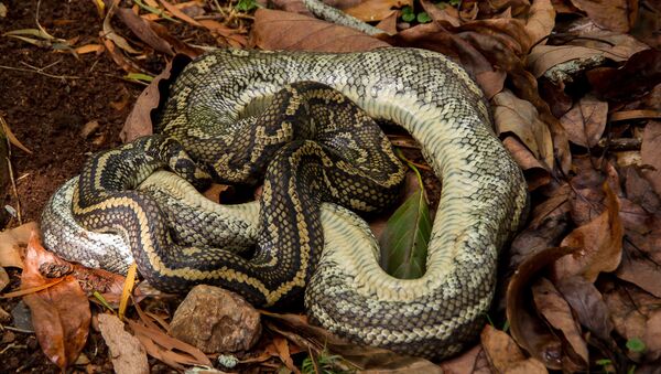 Una pitón - Sputnik Mundo