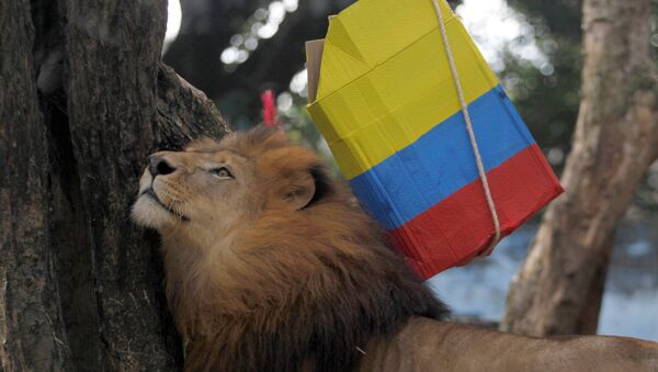 El león Nene de Medellín - Sputnik Mundo