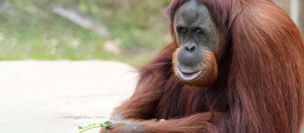 Orangután (imagen referencial) - Sputnik Mundo