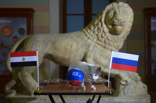 El gato Aquiles predice los resultados del partido entre Egipto y Rusia - Sputnik Mundo