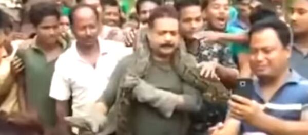 Un pitón estrangula a un hombre en India Un pitón estrangula a un hombre en India - Sputnik Mundo