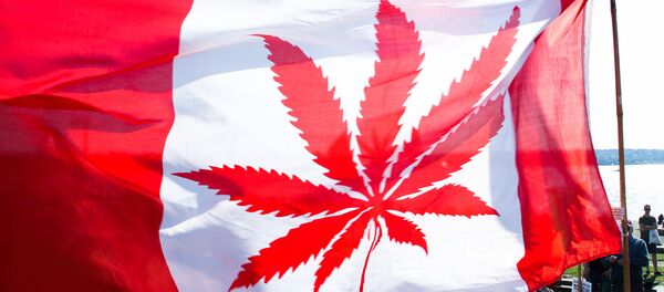 La bandera de Canadá con la imagen de canábis en vez de una hoja de arce (imagen referencial) - Sputnik Mundo