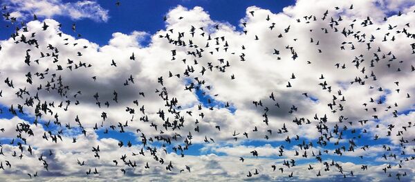 Una bandada de pájaros - Sputnik Mundo