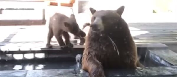 ¡Fuera de mi jardín!: este pequeño perro guardián logró echar una familia de osos - Sputnik Mundo