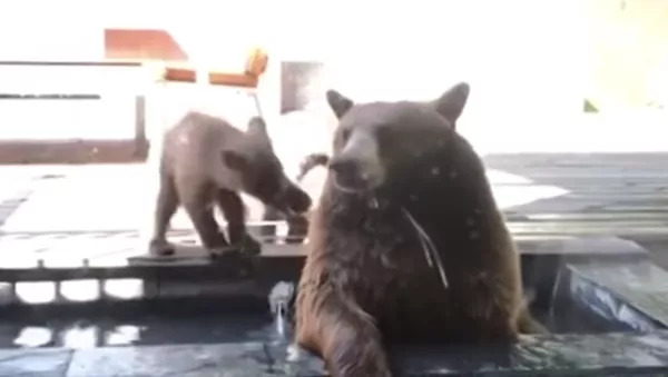 ¡Fuera de mi jardín!: este pequeño perro guardián logró echar una familia de osos