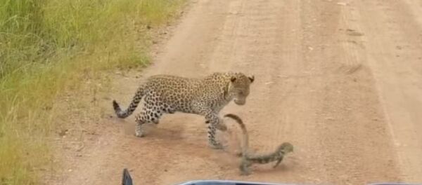 Lagarto abofetea a un leopardo - Sputnik Mundo