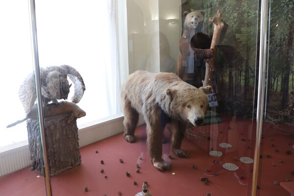 Osos ruso en el Museo de Historia Natural de Kazán Osos ruso en el Museo de Historia Natural de Kazán - Sputnik Mundo