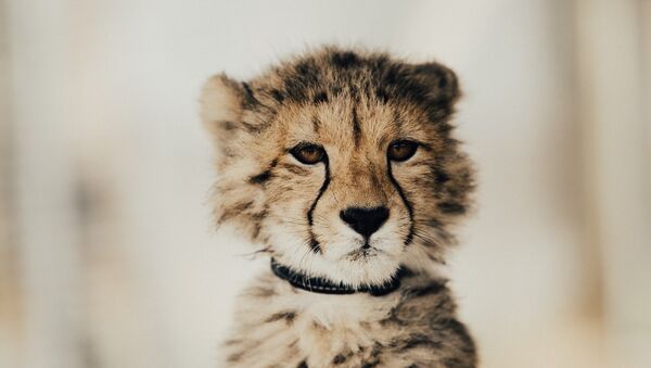 Una cria de leopardo - Sputnik Mundo