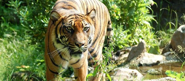 Un tigre - Sputnik Mundo