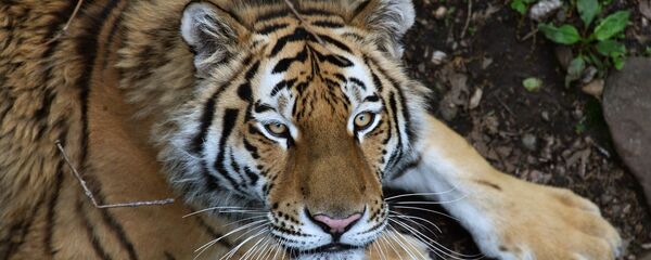 Un tigre de Amur en la zona rusa de Primorie - Sputnik Mundo