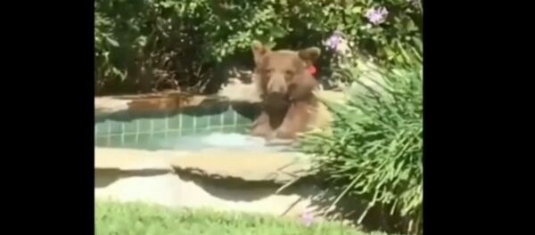 Oso de jacuzzi en California - Sputnik Mundo