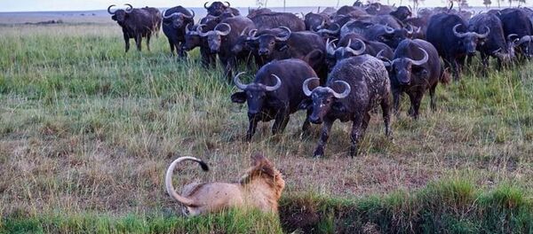 Un león mata a un búfalo y así es la venganza - Sputnik Mundo