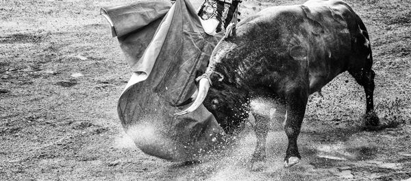 Corrida de toros (imagen referencial) - Sputnik Mundo