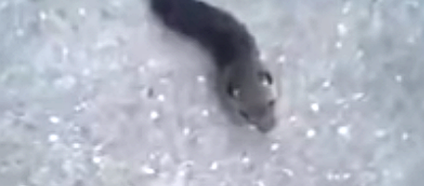 Esta escalofriante criatura deja sin palabras a los internautas - Sputnik Mundo