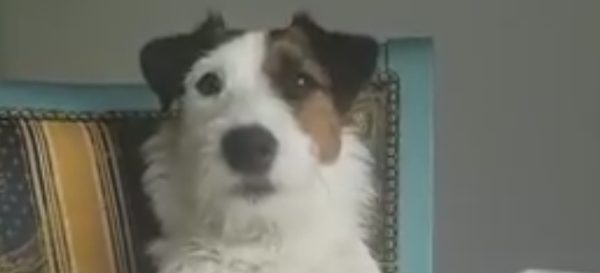 Perrito Perrito - Sputnik Mundo