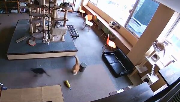 Gatos japoneses antes de un terremoto - Sputnik Mundo