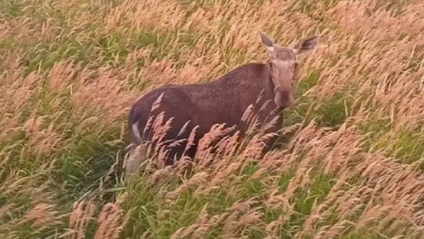 Un alce, a punto de 'cazar' un dron - Sputnik Mundo