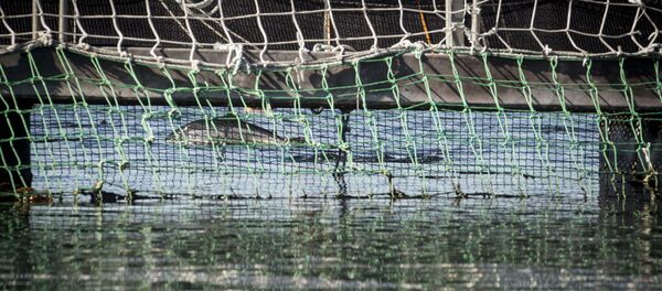 Salmón en aguas chilenas - Sputnik Mundo